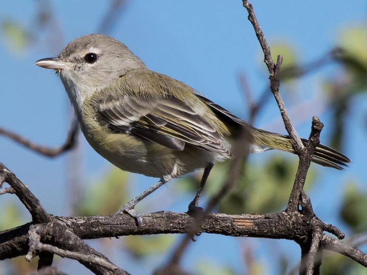 Bell's Vireo