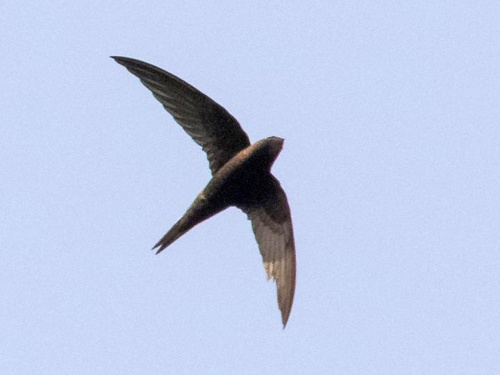 Bates's Swift
