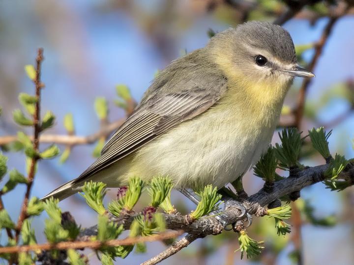 Philadelphia Vireo