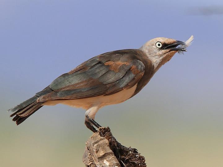 Fischer's Starling