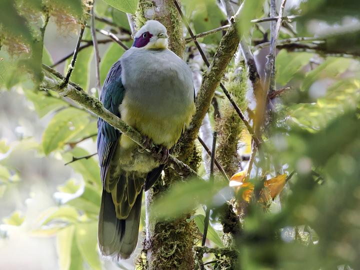 Red-eared Fruit Dove