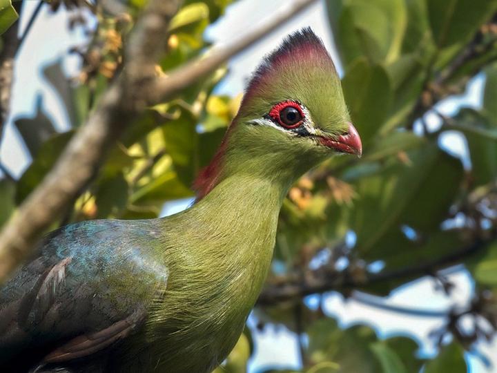 Fischer's Turaco