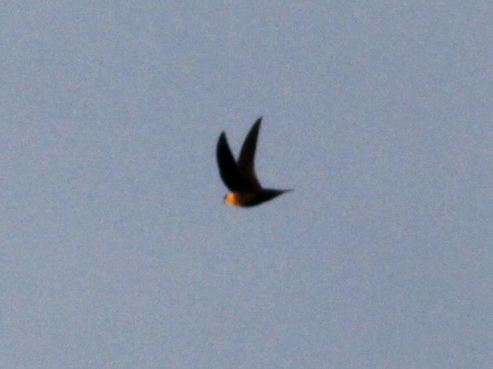 Tepui Swift