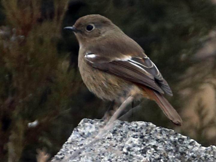 Przevalski's Redstart