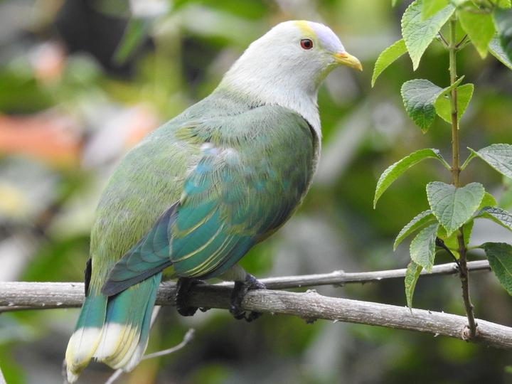 Raiatea Fruit Dove