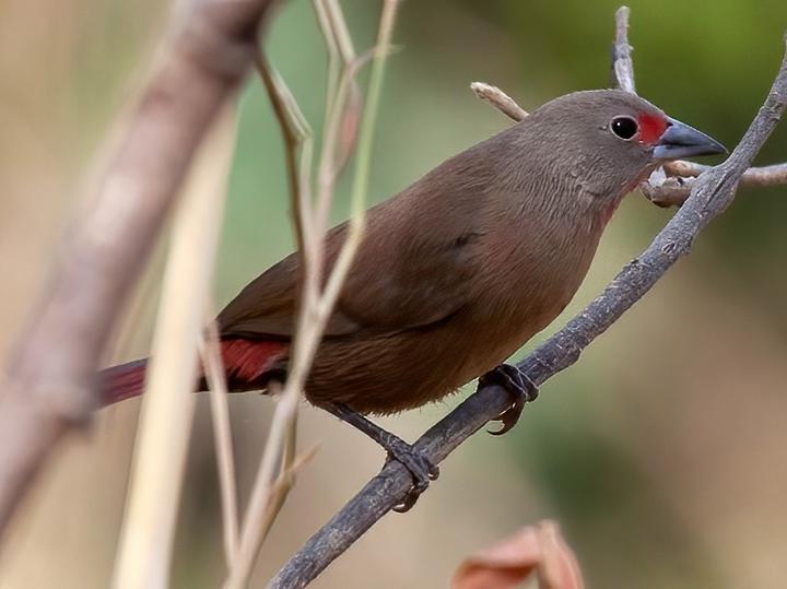 Chad Firefinch