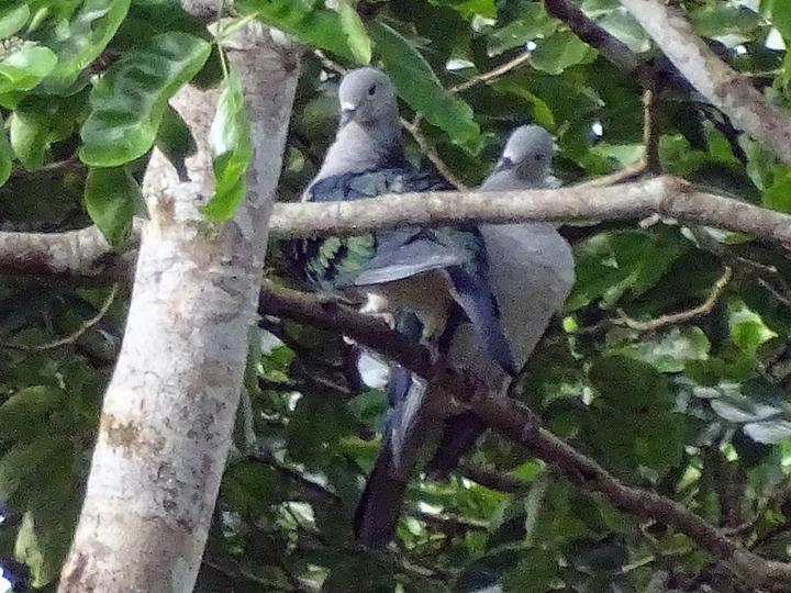 Seram Imperial Pigeon