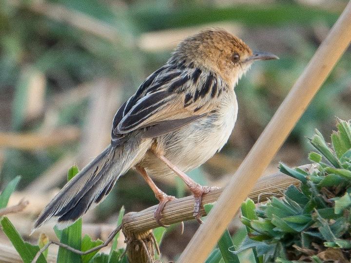 Luapula Cisticola