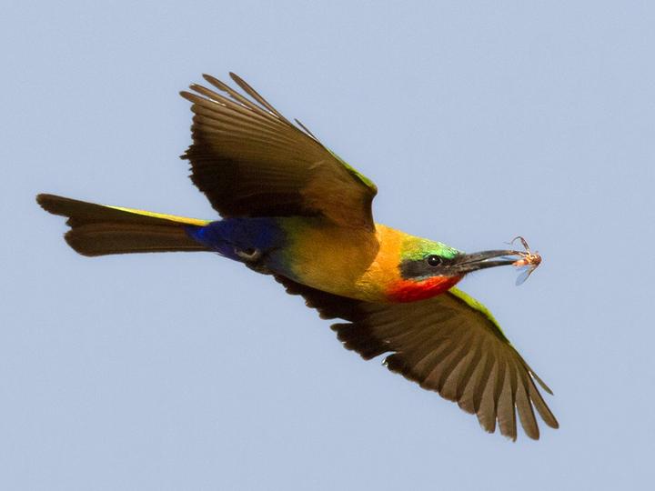 Red-throated Bee-eater