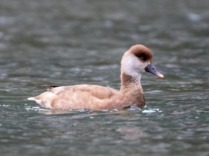 Red-crested Pochard