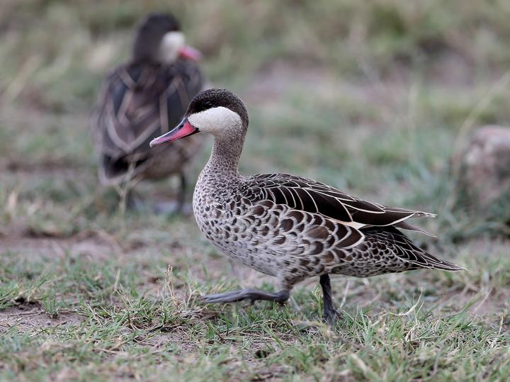 Red-billed Teal