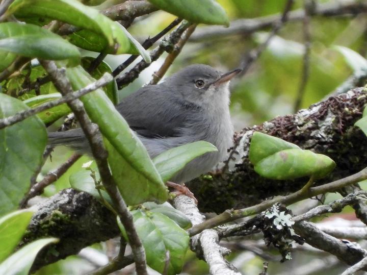 Chirinda Apalis
