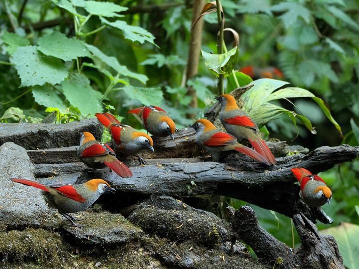 Red-tailed Laughingthrush
