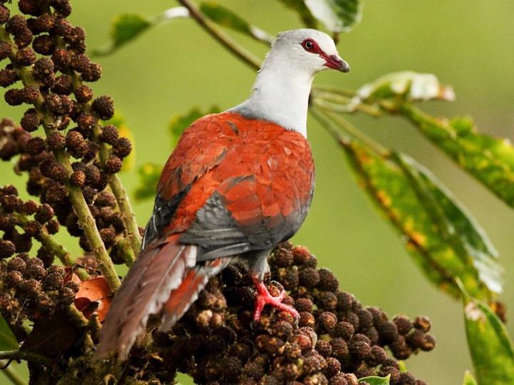 Great Cuckoo-Dove