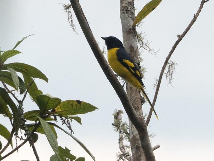 Scarlet Minivet