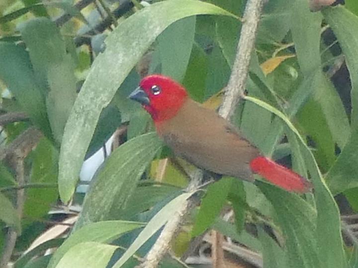 Crimson Seedcracker