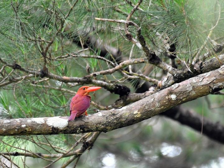 Ruddy Kingfisher