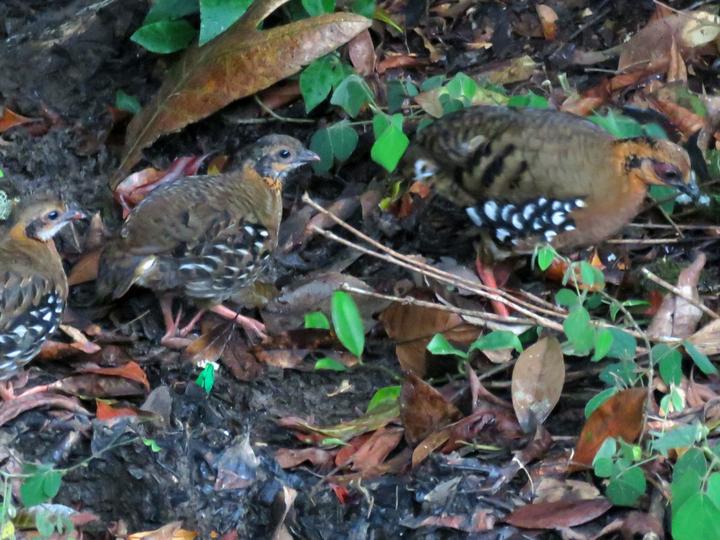 Red-breasted Partridge