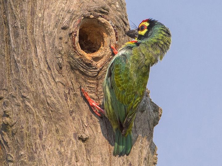 Coppersmith Barbet