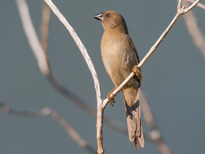 Crimson Finch