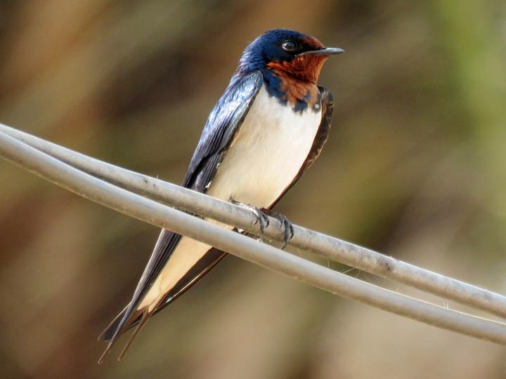 Red-chested Swallow