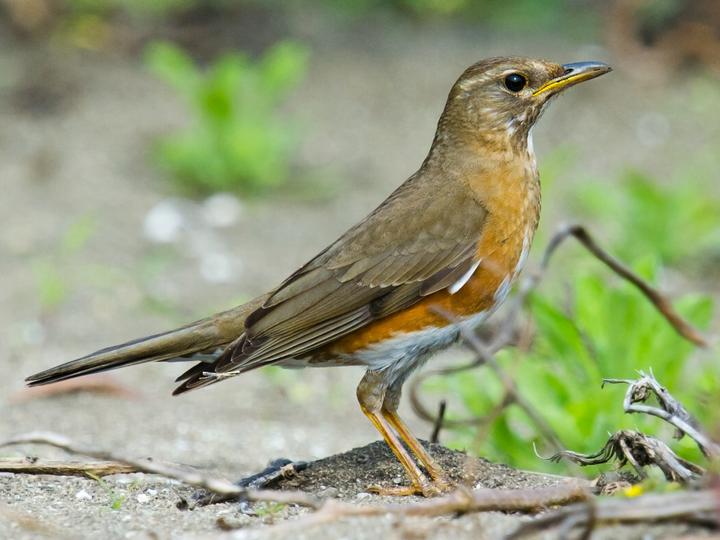 Brown-headed Thrush