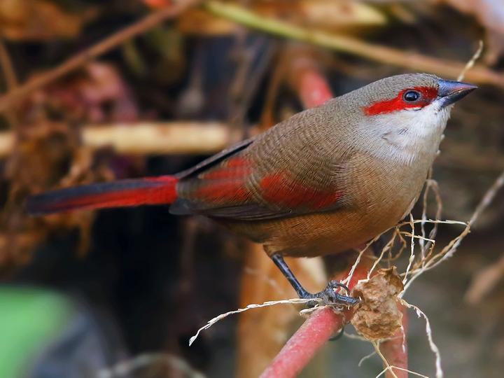 Crimson-rumped Waxbill