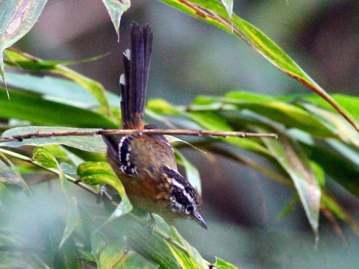 Ferruginous Antbird