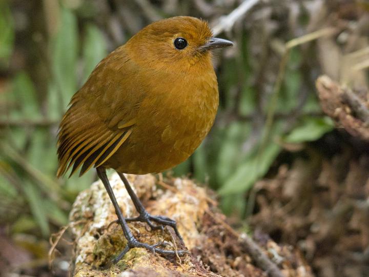Equatorial Antpitta