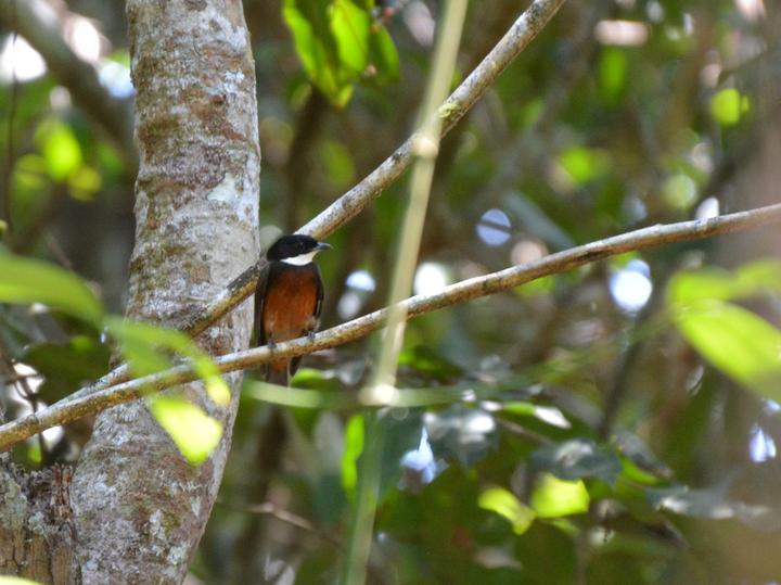 Flame-crested Manakin