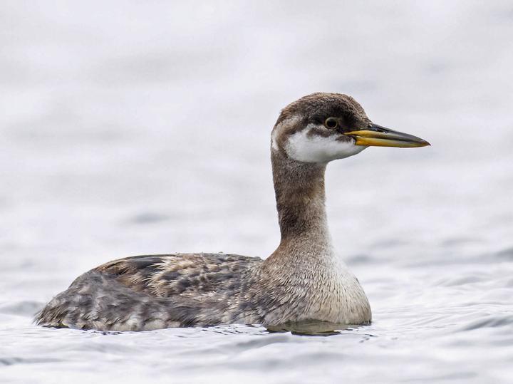 Red-necked Grebe