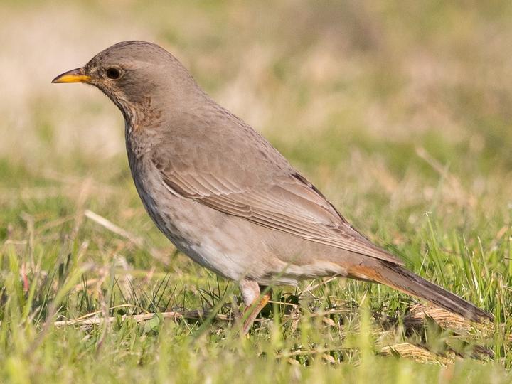 Red-throated Thrush