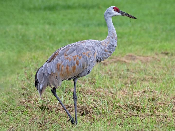 Sarus Crane