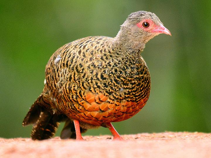 Red Spurfowl