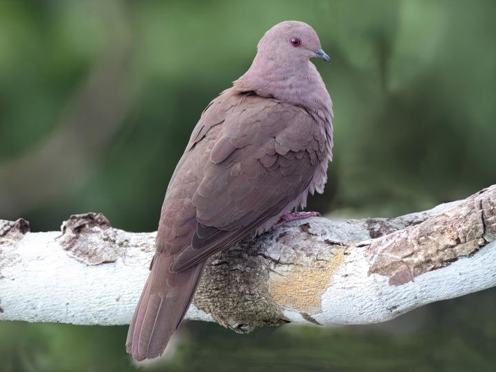Ruddy Pigeon
