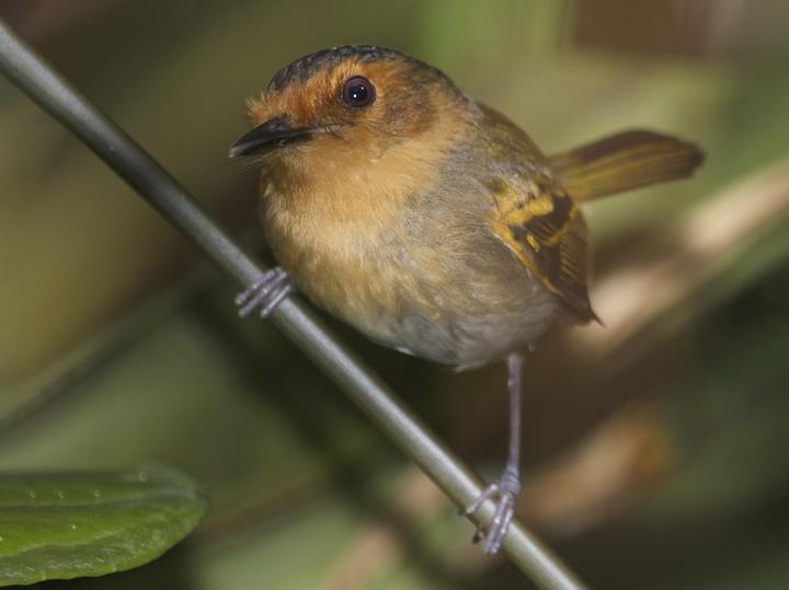 Ruddy Tody-Flycatcher