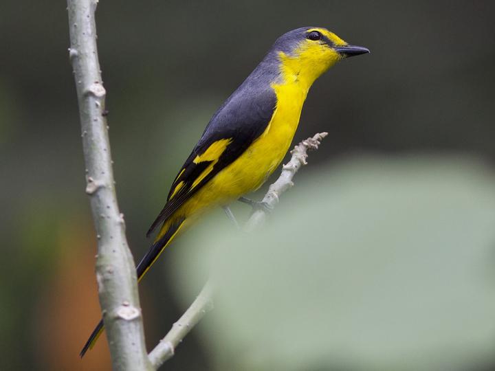 Orange Minivet