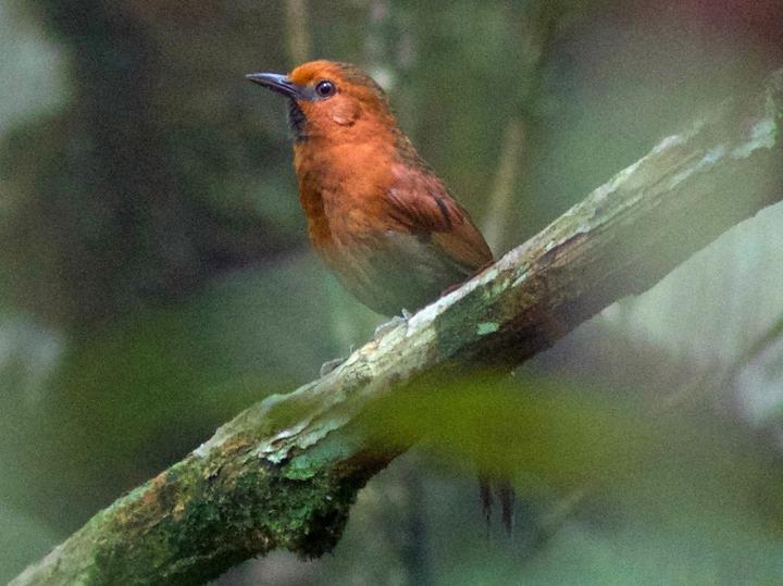 Ruddy Spinetail