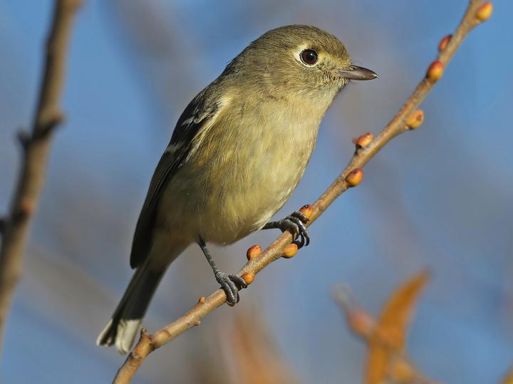 Hutton's Vireo