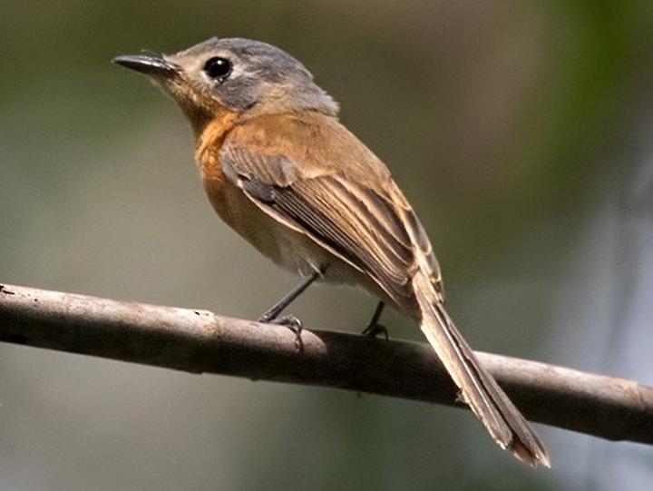 Makira Flycatcher