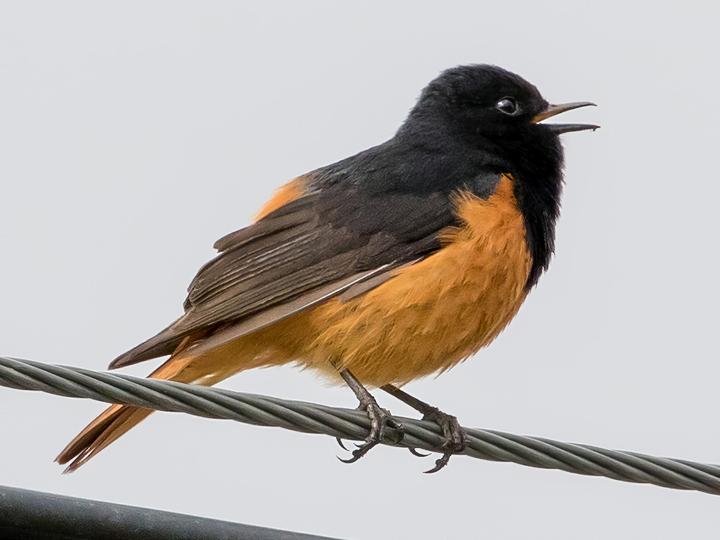 Black Redstart