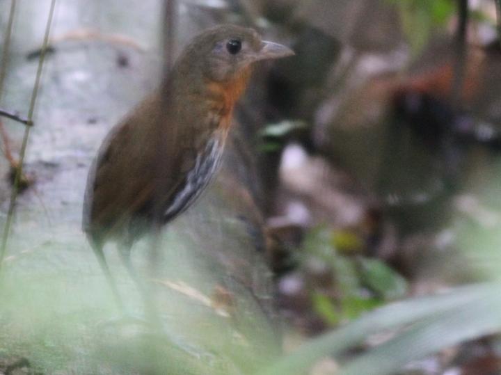 Ochre-striped Antpitta