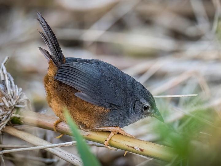 Ochre-flanked Tapaculo