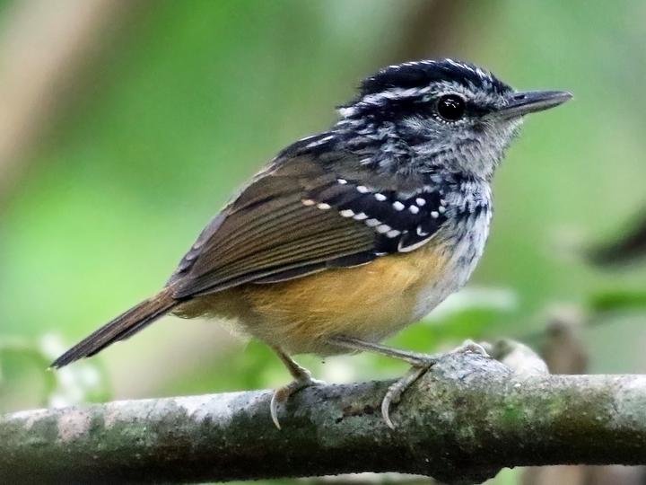 Rondonia Warbling Antbird