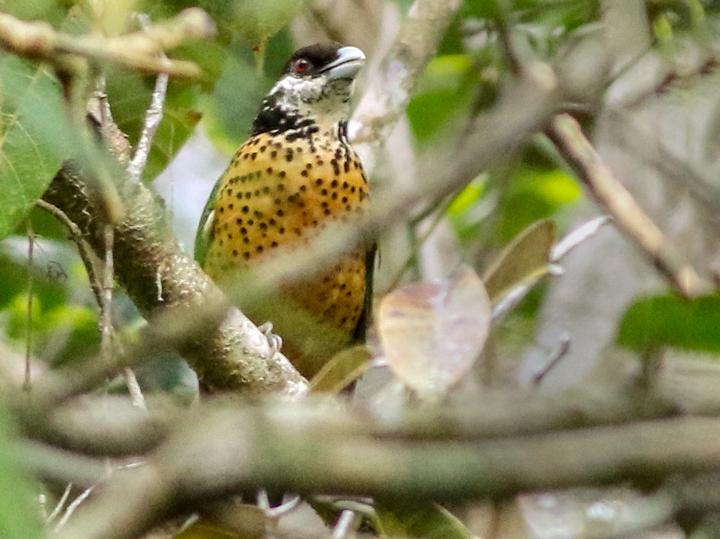 Ochre-breasted Catbird