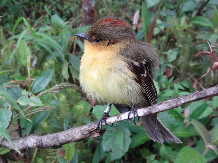 Ochraceous-breasted Flycatcher