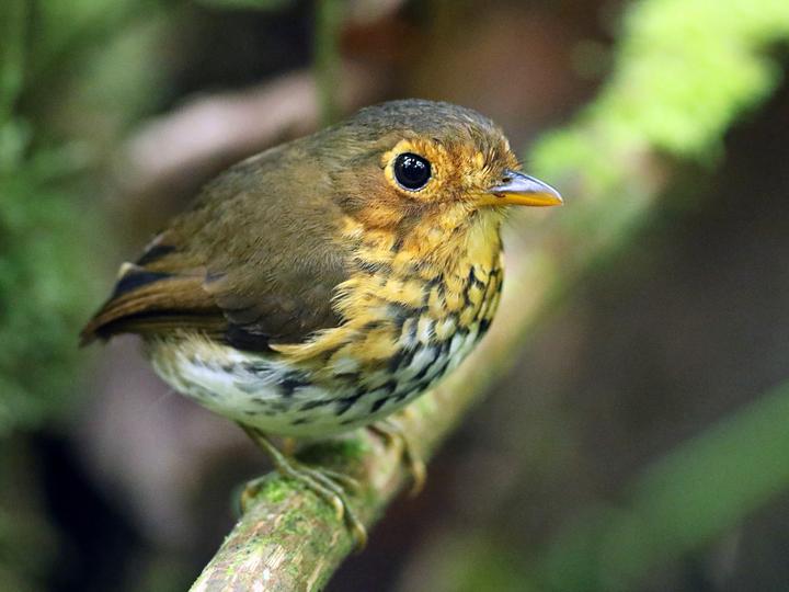 Ochre-breasted Antpitta