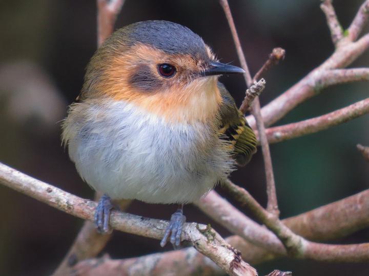 Ochre-faced Tody-Flycatcher