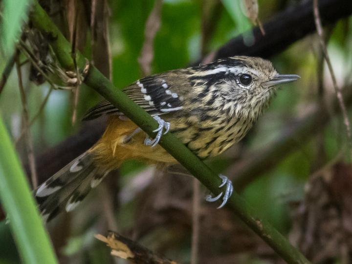 Ochre-rumped Antbird