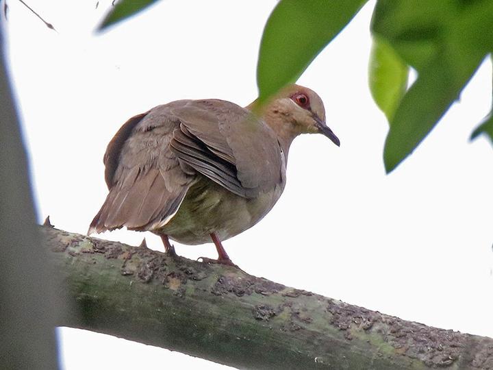 Ochre-bellied Dove